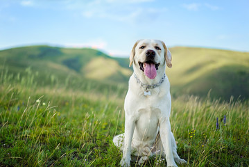 beautiful Labrador dog on green grass