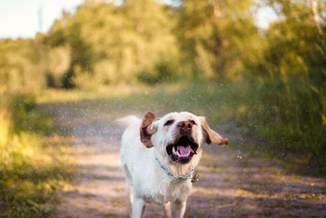 happy wet dog Labrador runs