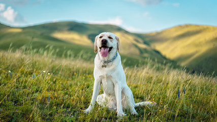 beautiful Labrador dog on green grass