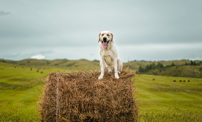 happy dog Labrador sitting on the haystack