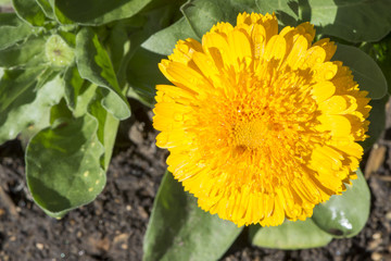 Single Yellow Calendula Officinalis, Double Cultivar