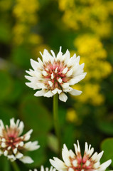 Beautiful wild flowers in summer ,Iceland.