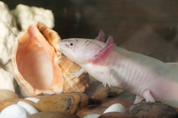axolotl in an aquarium closeup