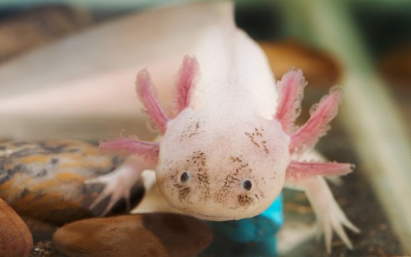 1 574 Best Axolotl Images Stock Photos Vectors Adobe Stock 1 574 Best Axolotl Images Stock Photos Vectors Adobe Stock