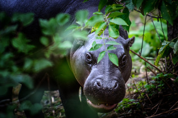 young pygmy hippopotamus