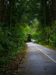 Fototapeta premium Winding road with nature tree tunnel