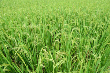 Close up green rice.