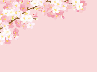 Obraz premium Ilustracja tło kwiat wiśni