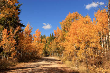 Autumn Path