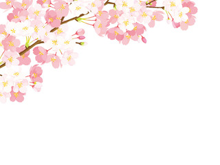 Obraz premium Ilustracja kwiat wiśni