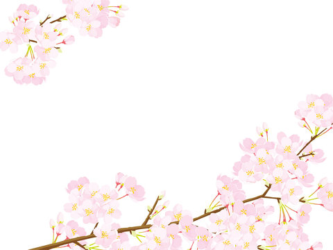 桜　フレーム