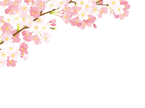 桜　背景イラスト