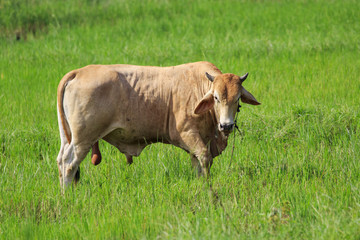 Image of a brown cow in the green meadow. Animal farm.