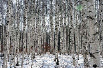 Fototapeta premium 자작나무 숲의 겨울, 강원도 인제, 대한민국