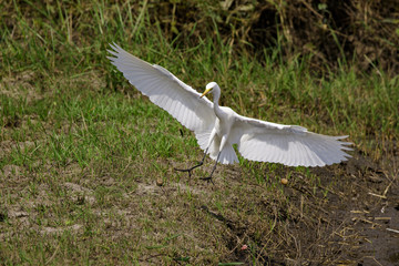 Image of great egret(Ardea alba) on the natural background. White Bird. Animal.