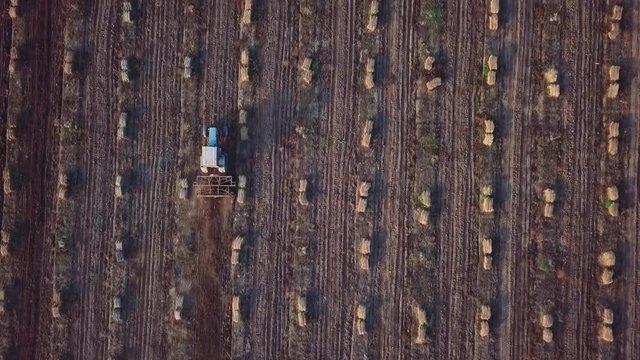 Aerial, vertical. Tractor with furrow plough plowing a hazelnut field.