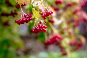 Obraz premium Red viburnum berries on a tree in autumn