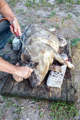 Obraz premium Burning a domestic pig before cutting. Removal of pig hair.