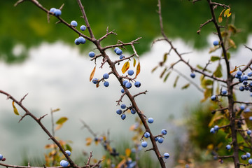 Blackthorn bush with ripe berries on a background of the river