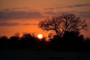 rising sun in the bush