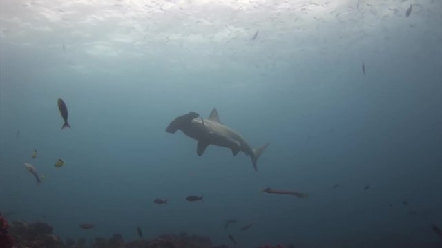Hammerhead Shark Hammer predator underwater in search of food on seabed. Unique video. Extreme diving in Pacific. Natural aquarium of sea and ocean. Beautiful animals Carcharhinus galapagensis.