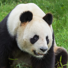 Fototapeta premium Giant panda, beautiful bear panda, head 