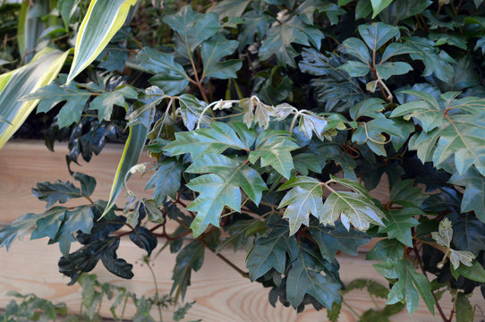 Rhoicissus rhomboidea growing in container outdoors, climbing plant with dark green foliage from South Africa, often grown as houseplant and called Glossy forest grape