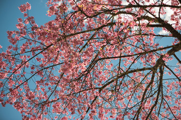 Wild Himalayan Cherry with blue sky and cloud background
