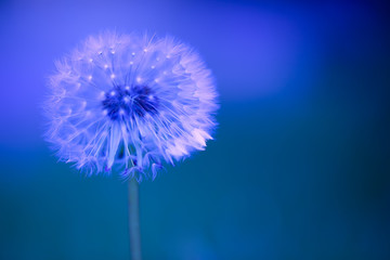 art photo of dandelion close-up on blue background © as_trofey