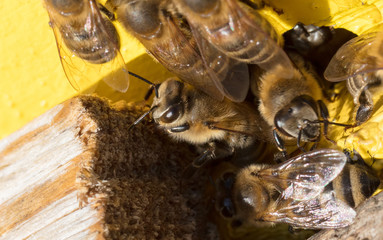 Closeup of a beehive