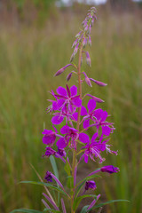 Chamaenerion angustifolium purple flowers. Fireweed plant, medical tea