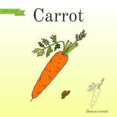 Carrots. Series of vegetables and ingredients for cooking.