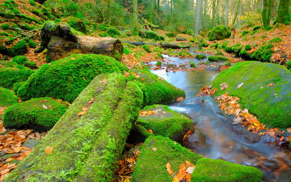 im Monbachtal