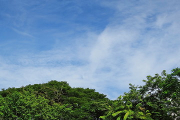 Obraz premium Clear blue sky with white clouds and green trees at big mountain. Nature background concept.