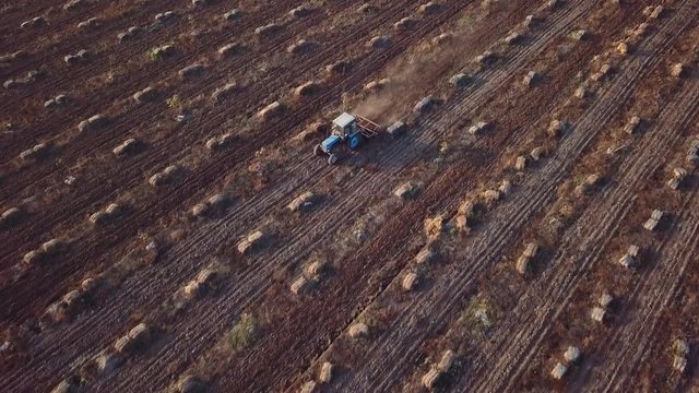 Aerial, vertical. Tractor with furrow plough plowing a hazelnut field.