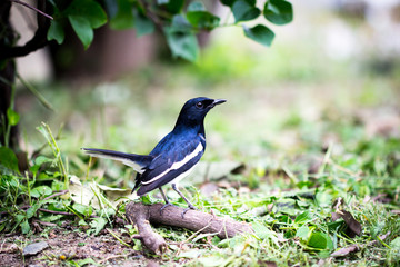 Oriental Magpie Robin bird