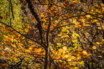 Beautiful autumn beech forest