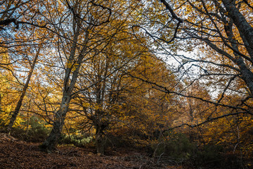 Fototapeta na wymiar Beautiful autumn beech forest