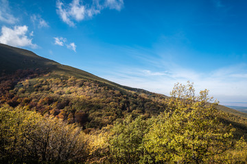 Beautiful autumn beech forest