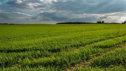 Naklejka premium evening rural agricultural landscape. field with young green shoots under a cloudy sky