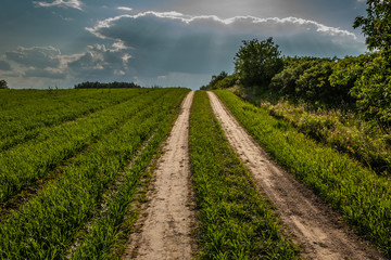 Evening summer landscape. dirt road through the field along the bush under a cloudy dramatic sky