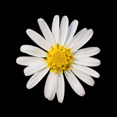 High angle and close up image of white petal and yellow pollen daisy flower isolate on black background, High contrast