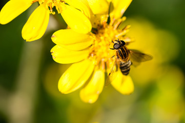 ミツバチとツワブキ