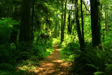 Acrylic prints Green a picture of an Pacific Northwest forest trail