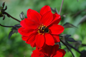 Flower at Bodnant Gardens, Wales, United Kingdom.
