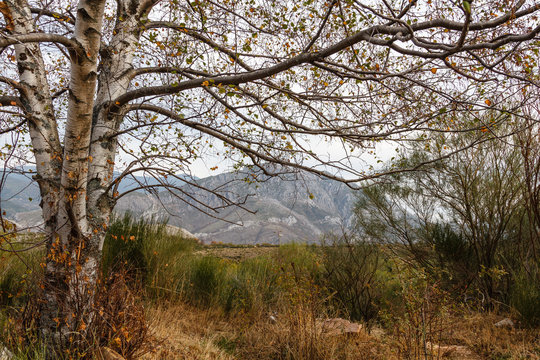 Abedul y paisaje de montaña. Betula pubescens, alba. 
