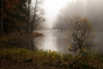 Misty autumn morning by the riverside. Farnebofjarden national park in Sweden.