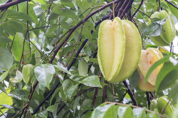 Star fruit hanging on a tree.Carambola tree,Star apple,Star fruit photo.