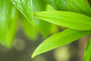 Fototapeta premium nature