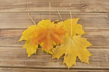 autumn leaves on a wooden background
